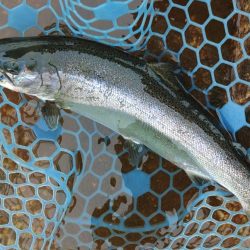 平日はミノーイングが楽しい！ ～フィッシングパーク高島の泉～